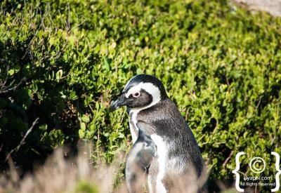 African penguins resting on granite boulders Boulders Beach Simon's Town Cape Peninsula