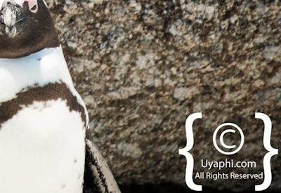 Boulders Beach Penguins