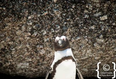 African penguins resting on granite boulders Boulders Beach Simon's Town Cape Peninsula