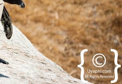 Boulders Beach Penguins