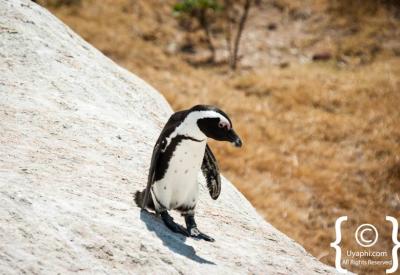African penguins swimming in False Bay at Boulders Beach Simon's Town Cape Town