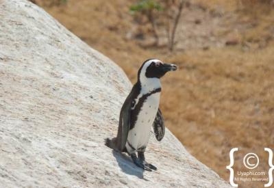 African penguins swimming in False Bay at Boulders Beach Simon's Town Cape Town