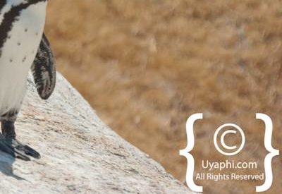 Boulders Beach Penguins