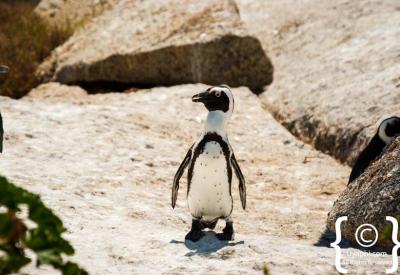 African penguins swimming in False Bay at Boulders Beach Simon's Town Cape Town