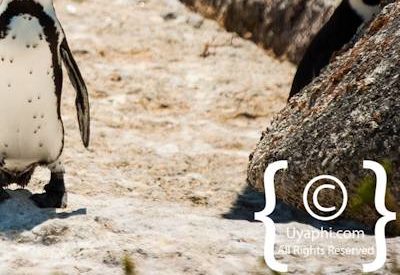 Boulders Beach Penguins
