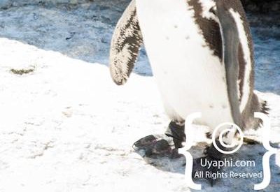 Boulders Beach Penguins