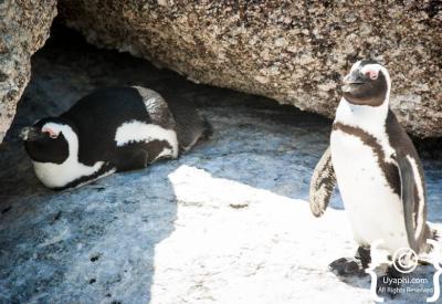 Wooden boardwalk over Boulders Beach penguin colony Simon's Town Cape Town