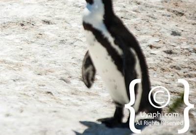 Boulders Beach Penguins