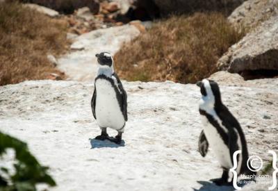 Wooden boardwalk over Boulders Beach penguin colony Simon's Town Cape Town