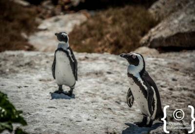 Wooden boardwalk over Boulders Beach penguin colony Simon's Town Cape Town