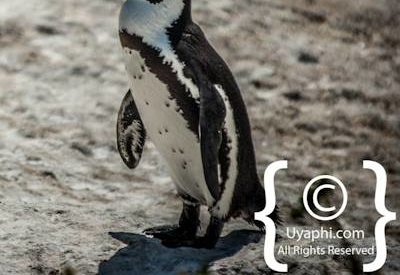 Boulders Beach Penguins