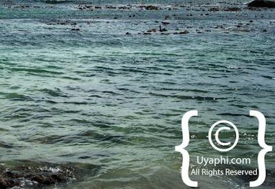 Boulders Beach Penguins