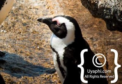 Boulders Beach Cape Town