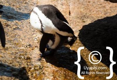 Boulders Beach Cape Town