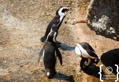 Panoramic views over False Bay from Boulders Beach Simon's Town Cape Peninsula South Africa