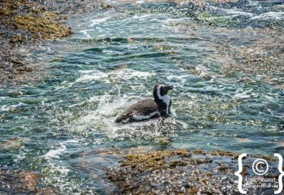 Panoramic views over False Bay from Boulders Beach Simon's Town Cape Peninsula South Africa