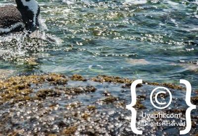 Boulders Beach Cape Town