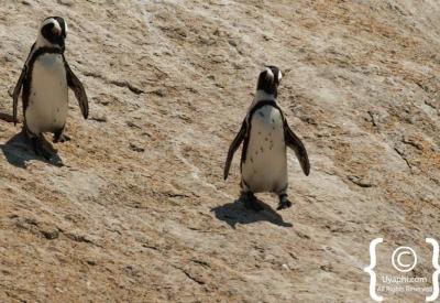 African penguin nesting colony with chicks Boulders Beach Simon's Town Cape Town