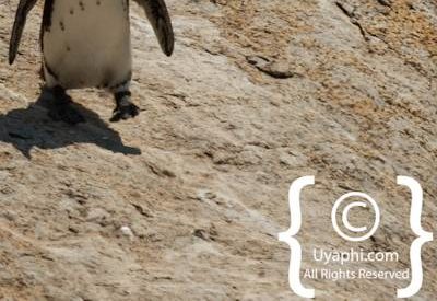 Boulders Beach Cape Town