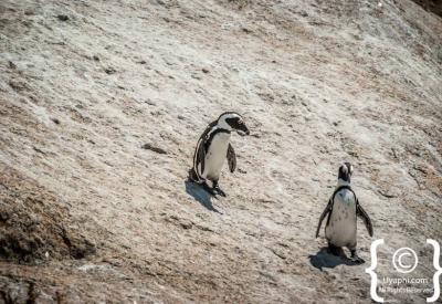 African penguin nesting colony with chicks Boulders Beach Simon's Town Cape Town