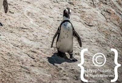 Boulders Beach Cape Town