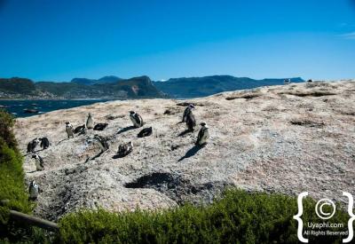Pristine Boulders Beach granite boulders False Bay Simon's Town Cape Town attraction