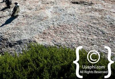 Boulders Beach Cape Town