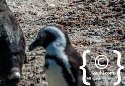 Boulders Beach Cape Town