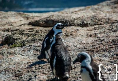 Pristine Boulders Beach granite boulders False Bay Simon's Town Cape Town attraction