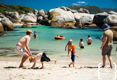 Large African penguin colony Boulders Beach Cape Peninsula South Africa