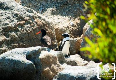 African penguins on Boulders Beach Simon's Town Cape Town False Bay