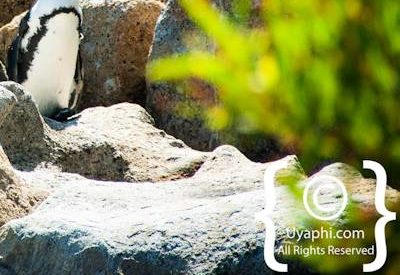 Boulders Beach Penguins