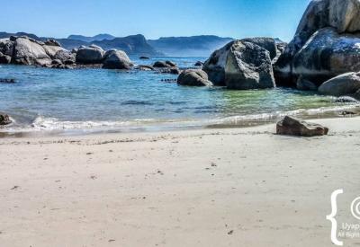 Large African penguin colony Boulders Beach Cape Peninsula South Africa