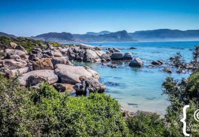 Large African penguin colony Boulders Beach Cape Peninsula South Africa