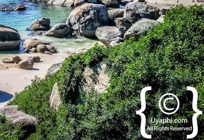 Boulders Beach Cape Town