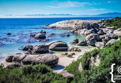 Visitors on boardwalk watching African penguins Boulders Beach Simon's Town Cape Town