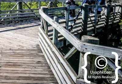 Boulders Beach Cape Town