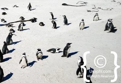 Boulders Beach Cape Town