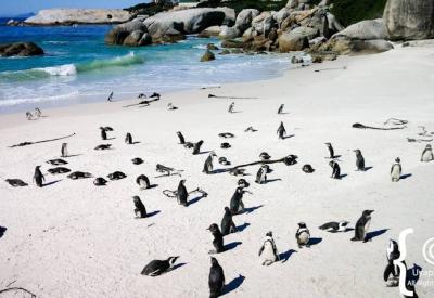 Boulders Beach Cape Town family attraction African penguins Simon's Town South Africa