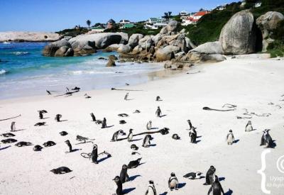 Boulders Beach Cape Town family attraction African penguins Simon's Town South Africa