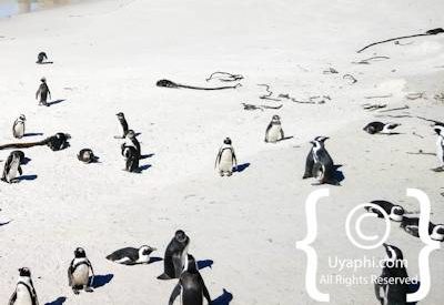 Boulders Beach Cape Town