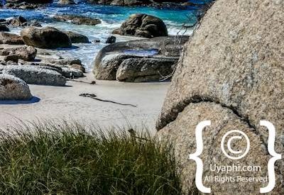 Boulders Beach Cape Town