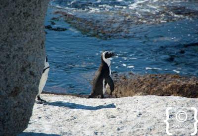 African penguins on Boulders Beach Simon's Town Cape Town False Bay