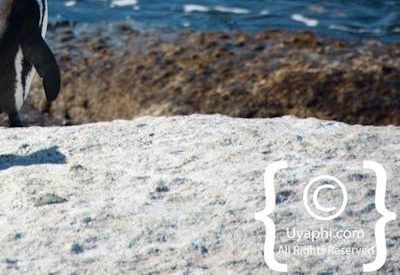 Boulders Beach Penguins