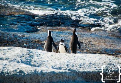 Close-up African penguins Boulders Beach penguin colony Simon's Town Cape Town