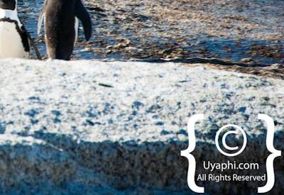 Boulders Beach Penguins