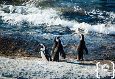 Close-up African penguins Boulders Beach penguin colony Simon's Town Cape Town