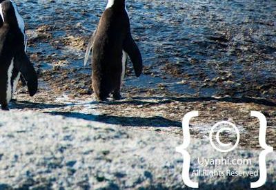 Boulders Beach Penguins