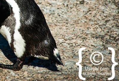Boulders Beach Penguins