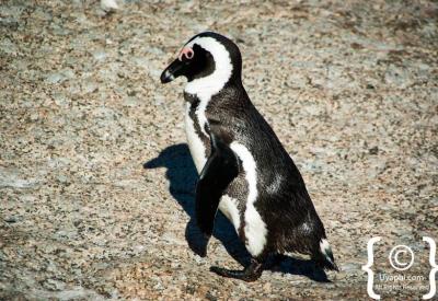 Close-up African penguins Boulders Beach penguin colony Simon's Town Cape Town